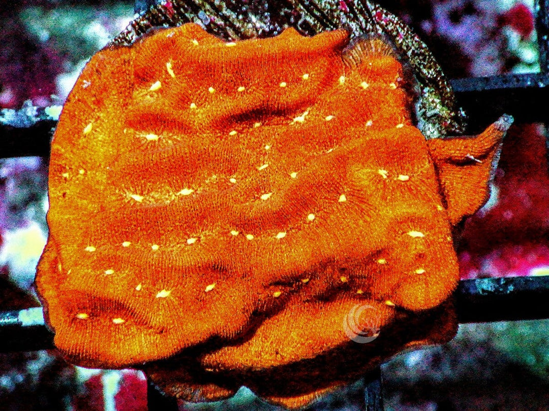Fantasia Leptoseris