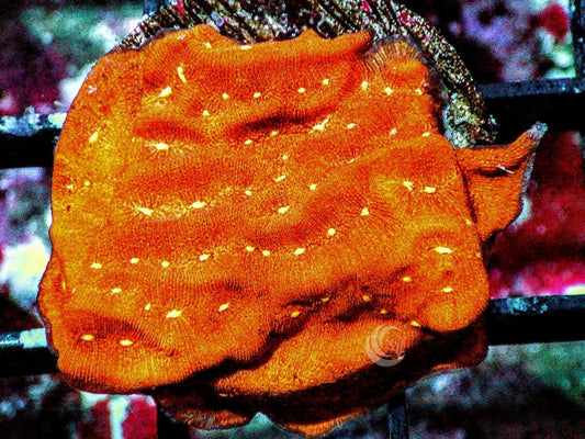 Fantasia Leptoseris