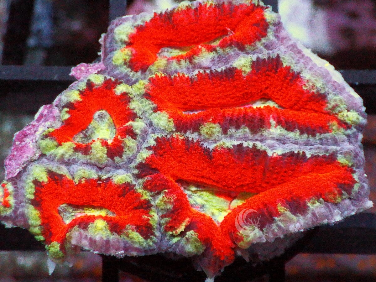 Ultra Acan lordhowensis