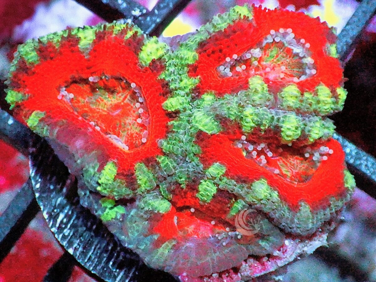 Ultra Acan lordhowensis