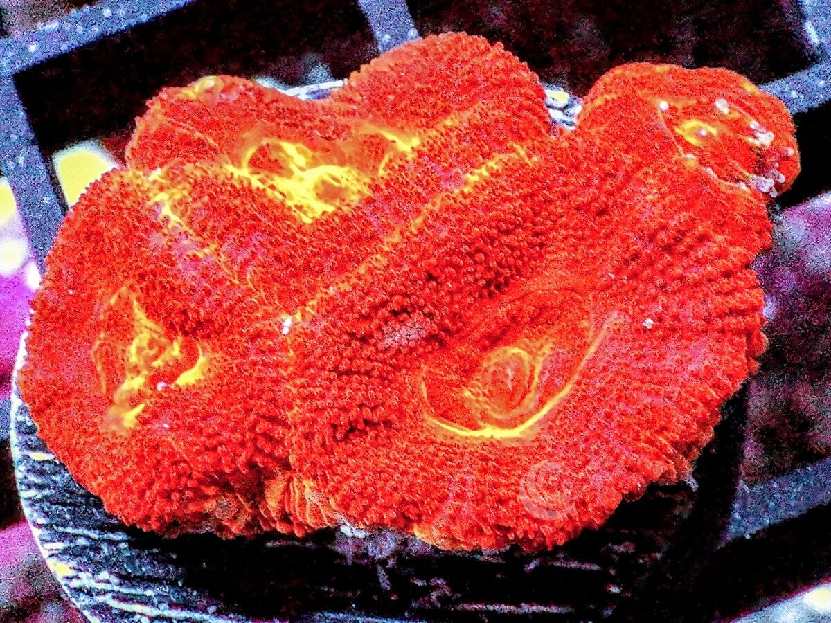 Ultra Acan lordhowensis