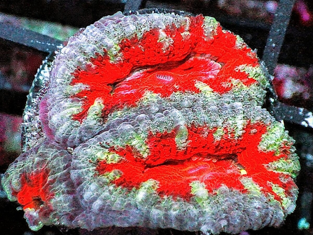Ultra Acan lordhowensis