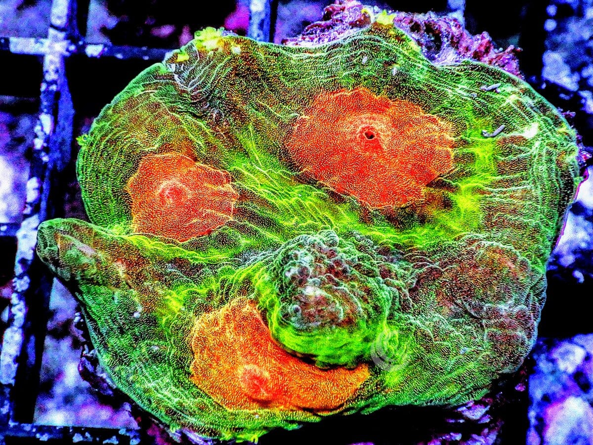 Mind Bender Pectinia