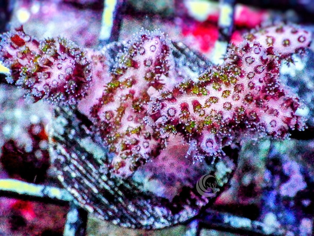 Pink-purple Pocillopora