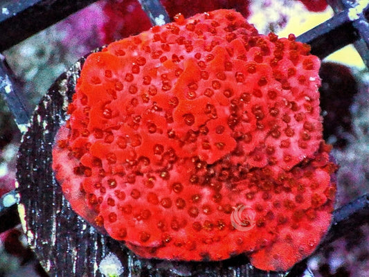 Orange Sherbet Encrusting Montipora