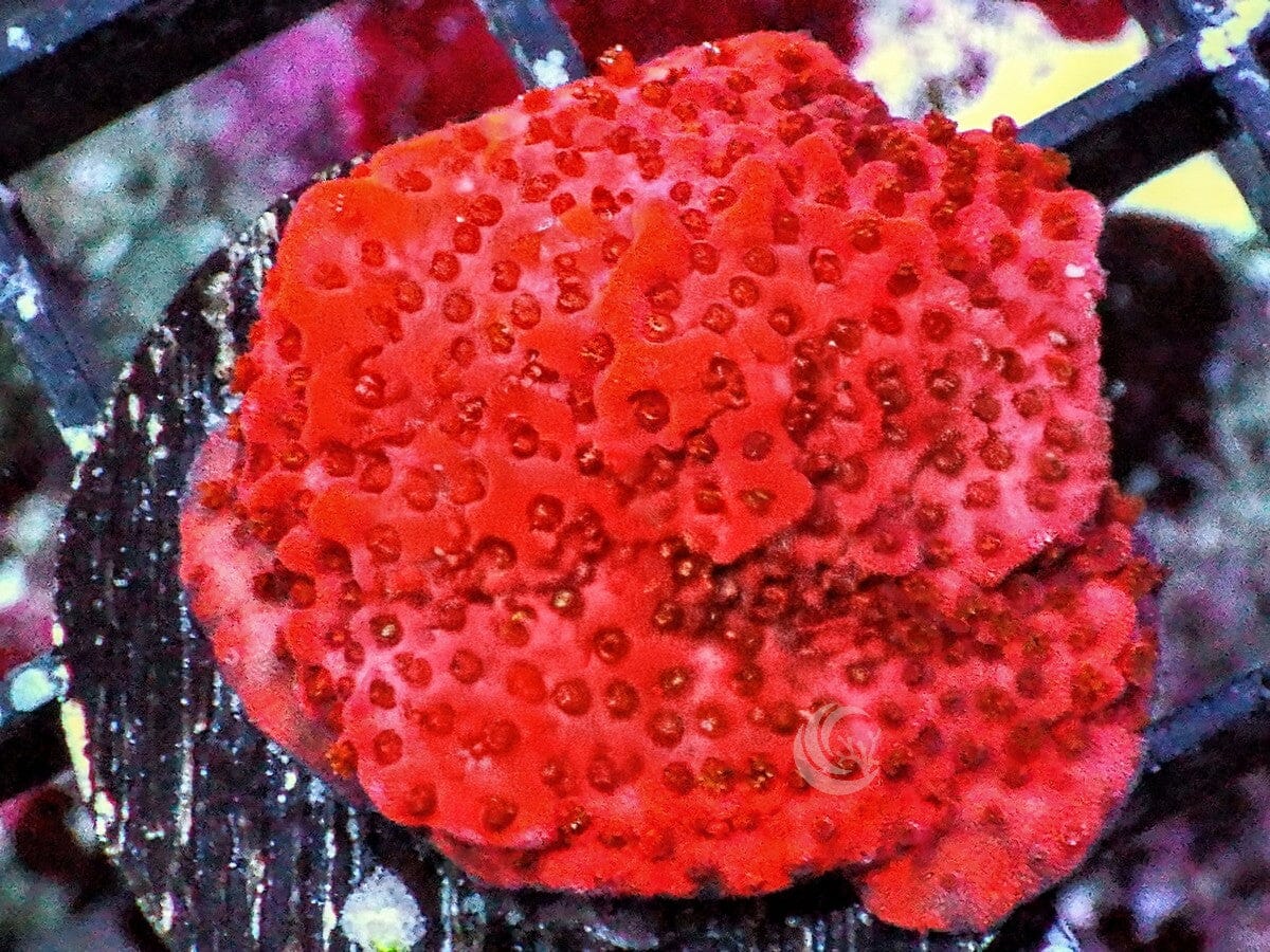 Orange Sherbet Encrusting Montipora