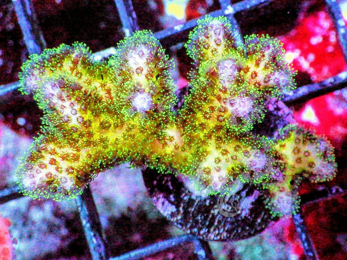 Purple tip Pocillopora