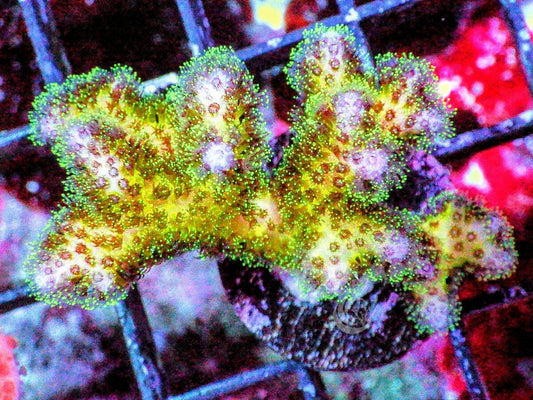 Purple tip Pocillopora