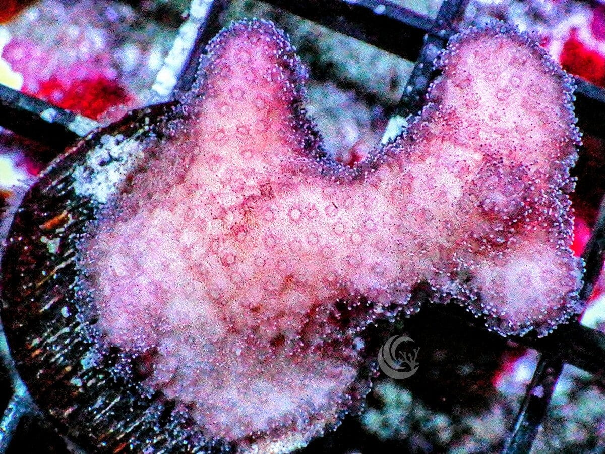 Pink Stylophora