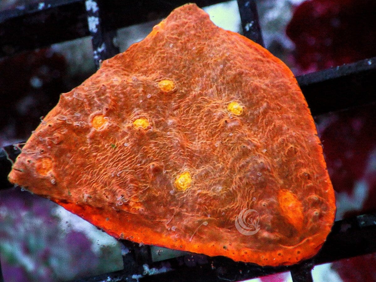 Orange-Orange Chalice