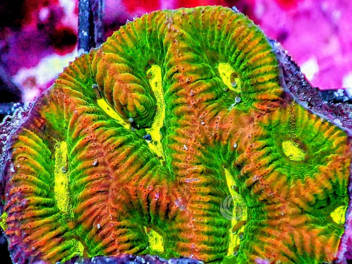 Ultra Platygyra Maze Brain