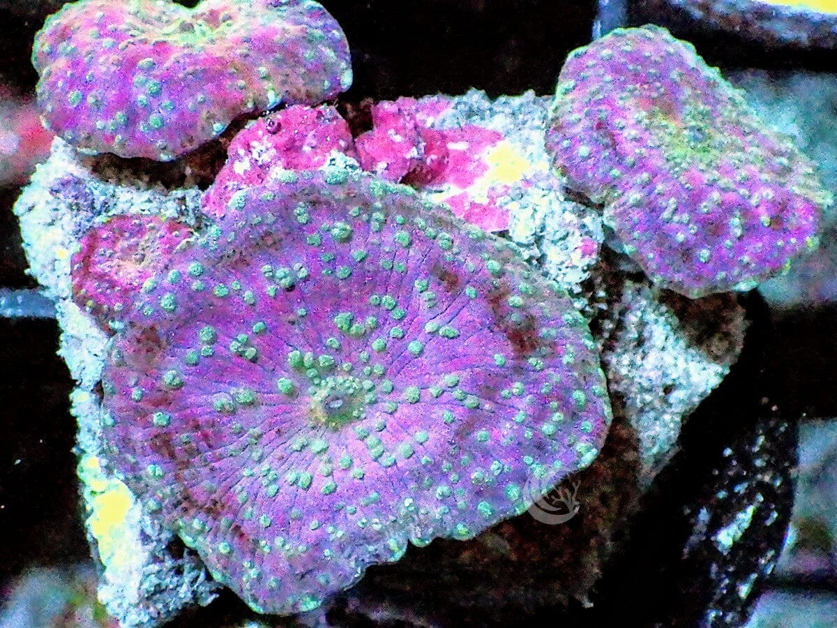 Cotton Candy Discosoma Mushrooms