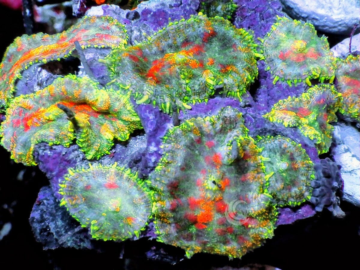 Cherries Jubilee Rhodactis Mushrooms Cluster