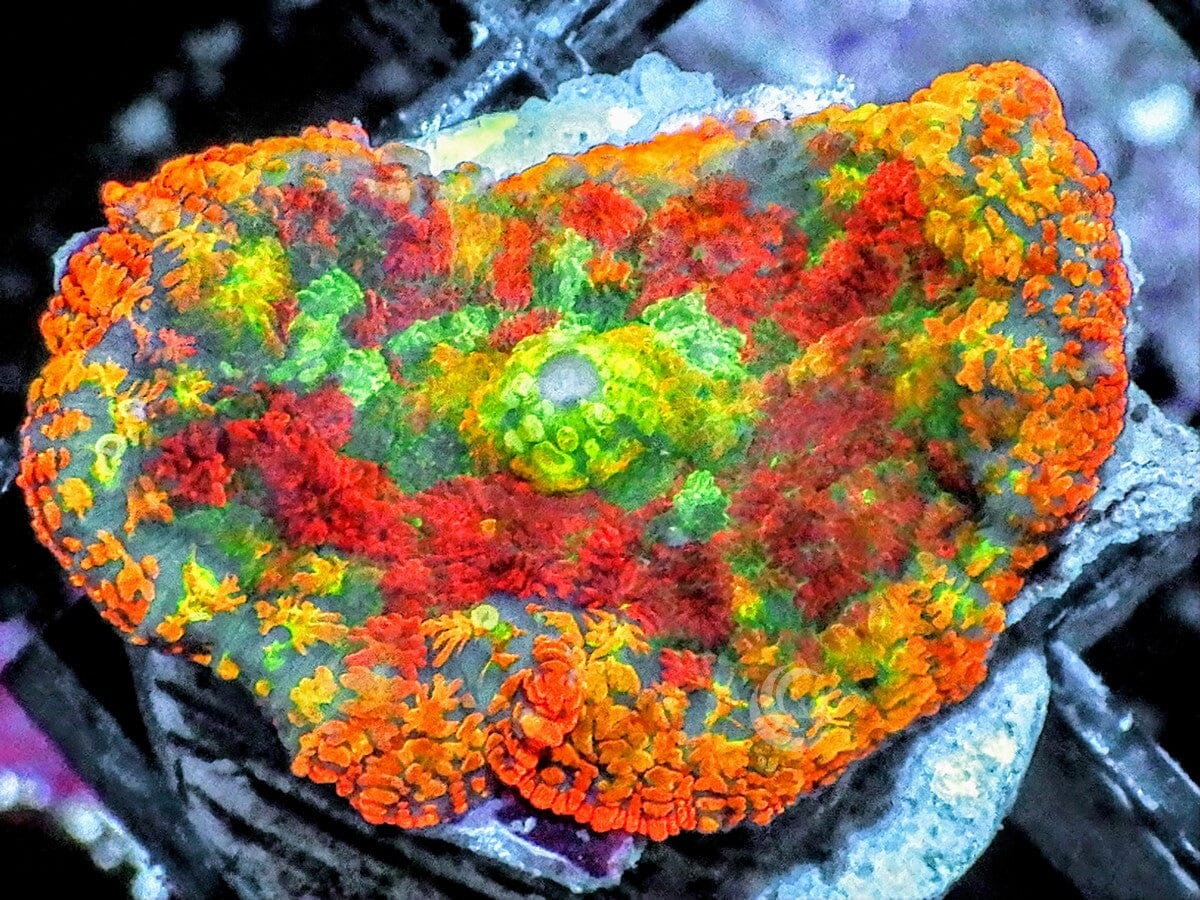 Patchwork Rainbow Rhodactis Mushroom
