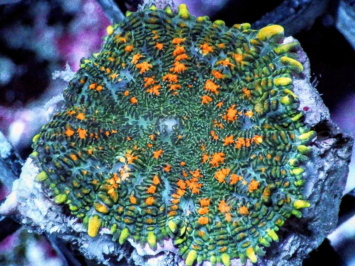 Orange Speckled Rhodactis Mushroom