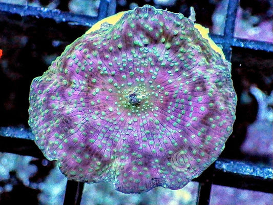 Cotton Candy Discosoma Mushroom
