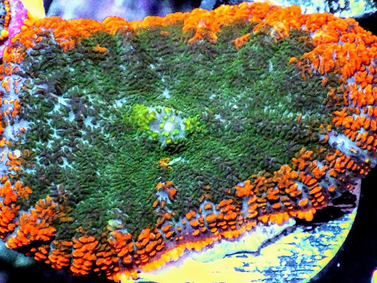 Forest Fire Rhodactis Mushroom