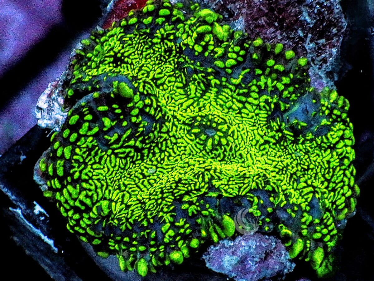 Shimmering Rhodactis Mushroom