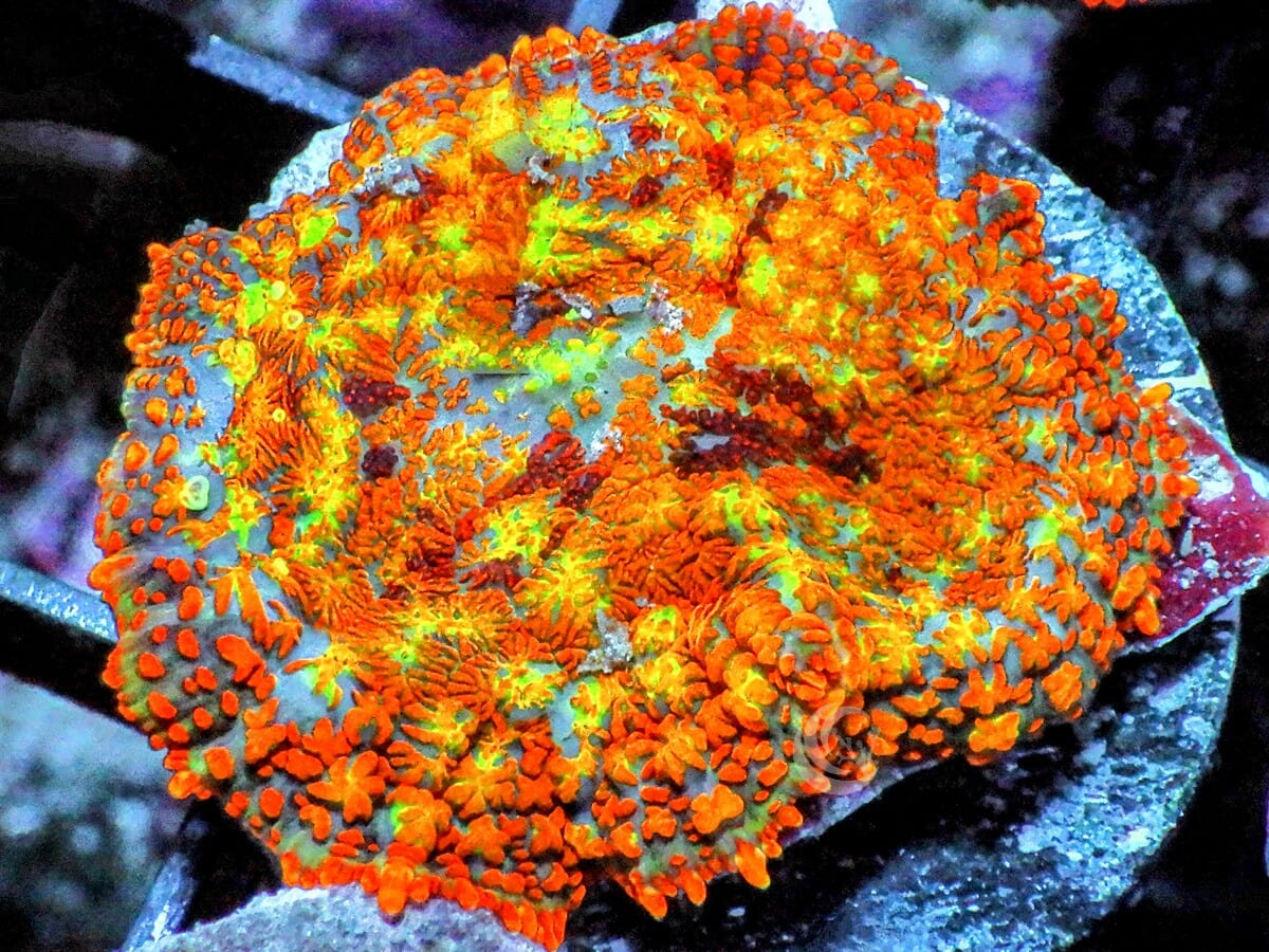 Patchwork Rainbow Rhodactis Mushroom