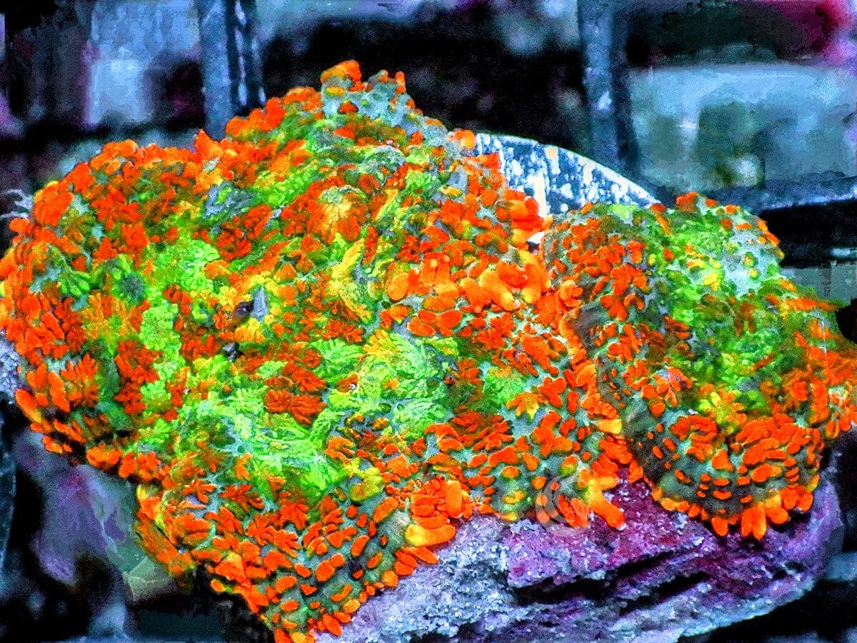 Patchwork Rhodactis Mushrooms