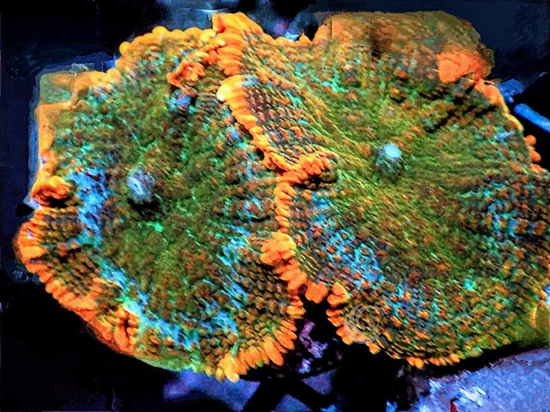 Tangerine Fringed Rhodactis Mushrooms