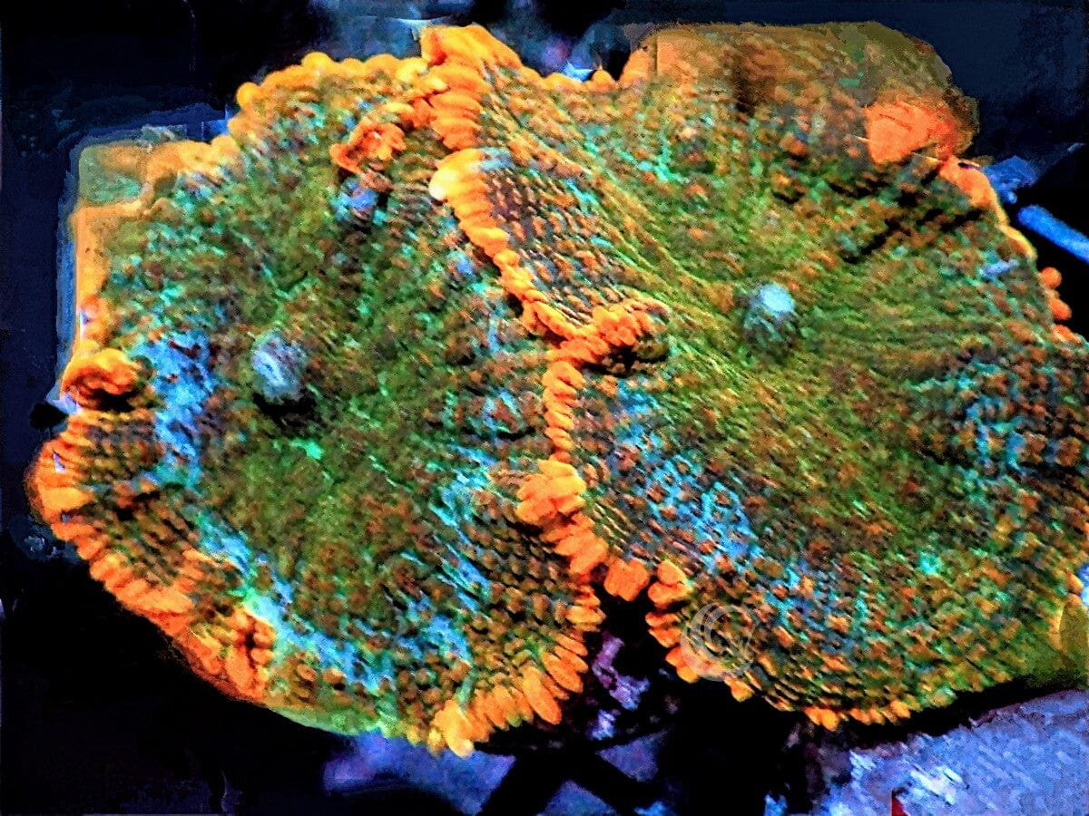 Tangerine Fringed Rhodactis Mushrooms