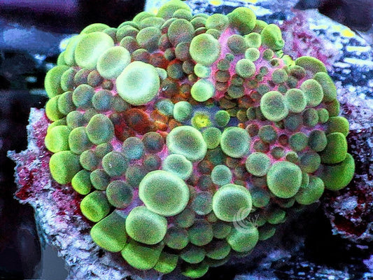 Rosebud Ricordea yuma