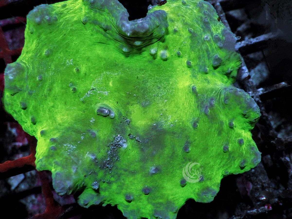 Green Cabbage Leather