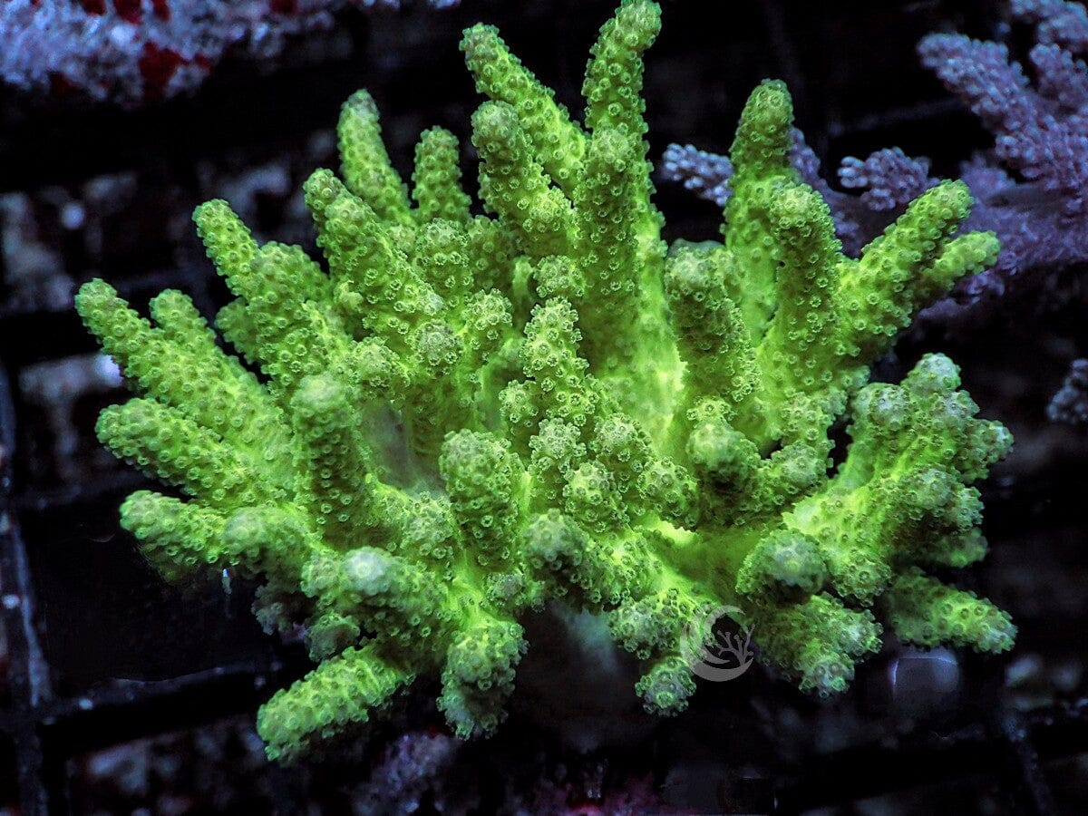 Neon Sinularia Finger Leather