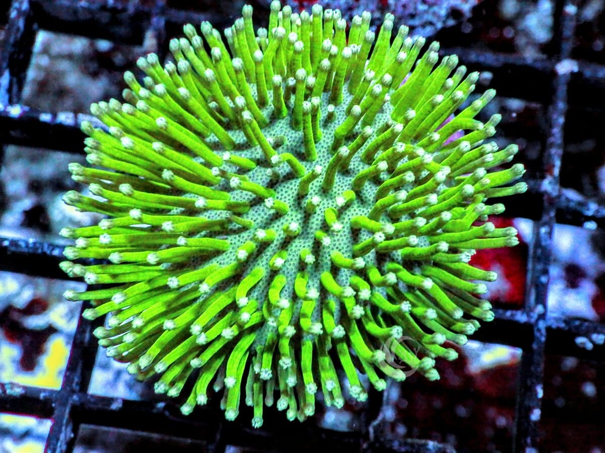 Green Toadstool Leather