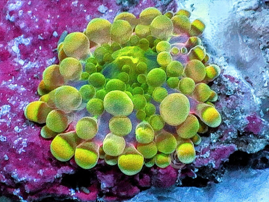 MultiColor Ricordea yuma