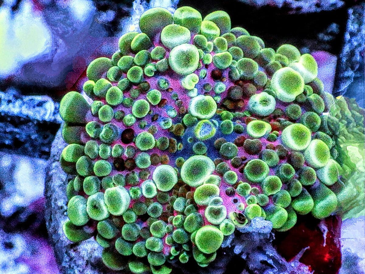 Pink-Green Ricordea yuma