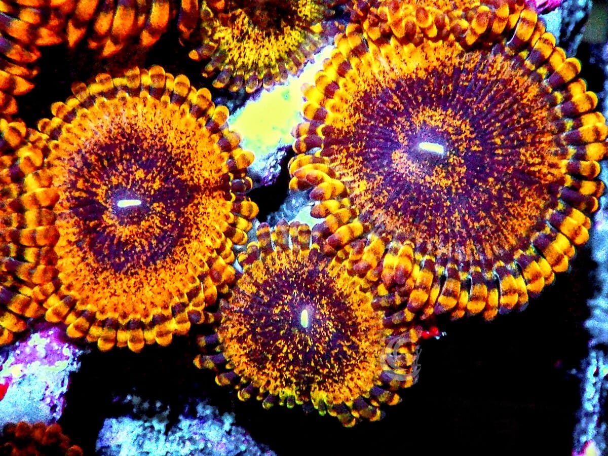 Gold Dust Zoanthids