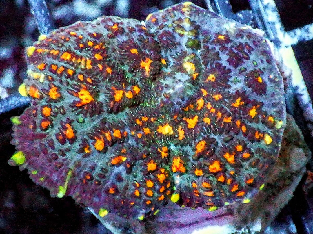 Orange Speckled Rhodactis Mushroom