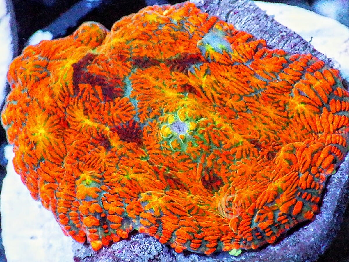 Patchwork Rainbow Rhodactis Mushroom