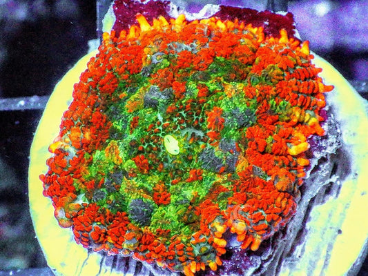 Patchwork Rainbow Rhodactis Mushroom