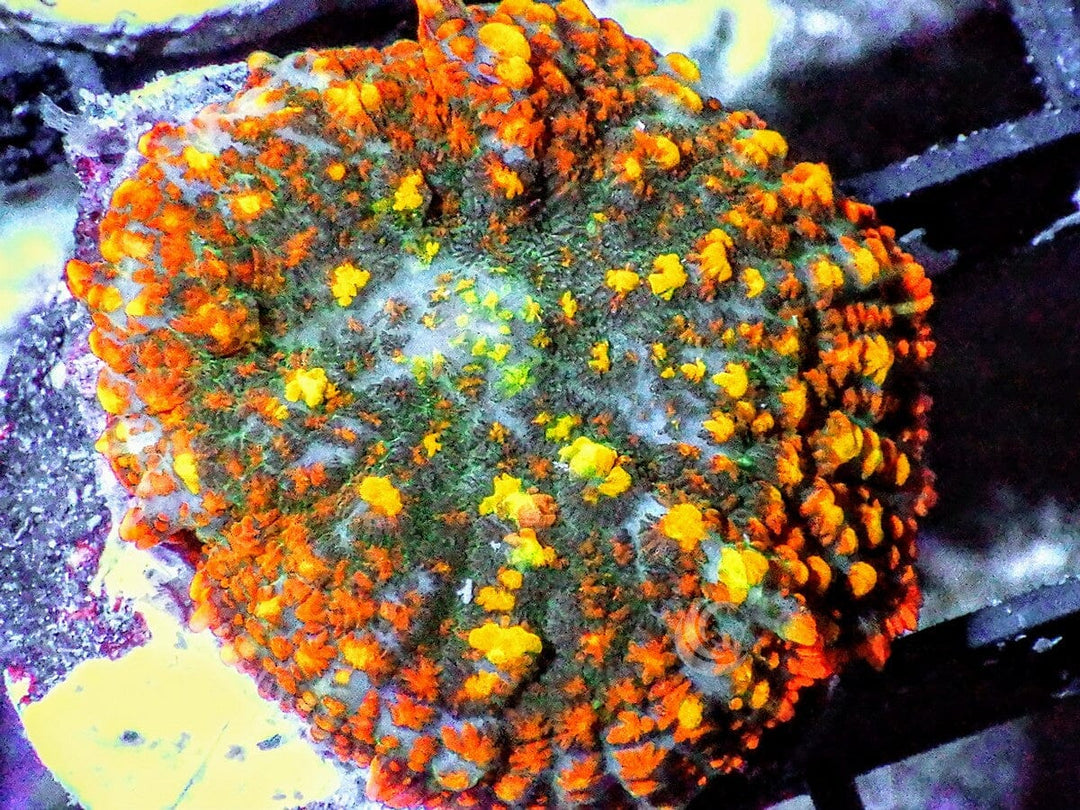 Bubbling Gold Nugget Rhodactis Mushroom