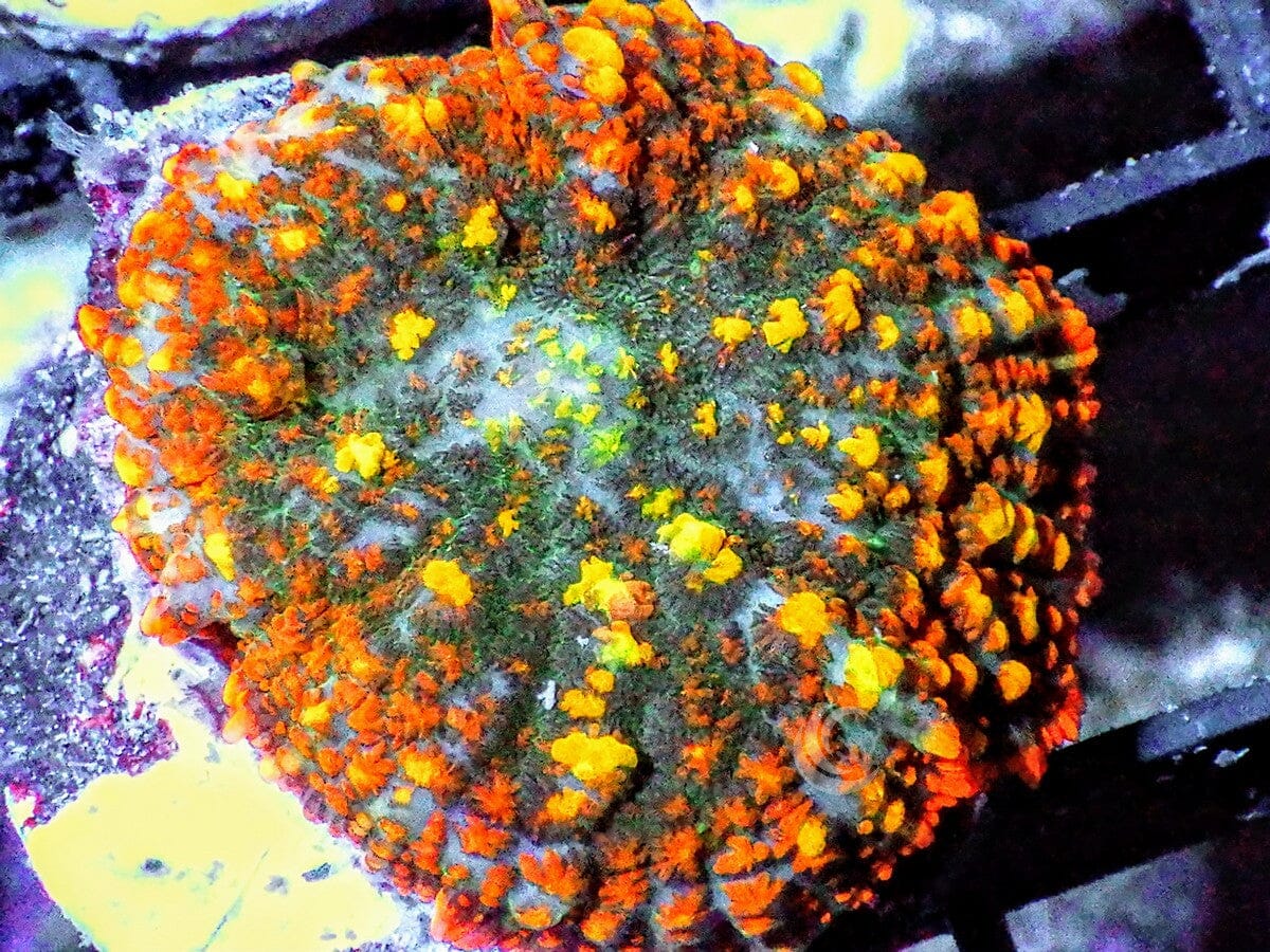 Bubbling Gold Nugget Rhodactis Mushroom