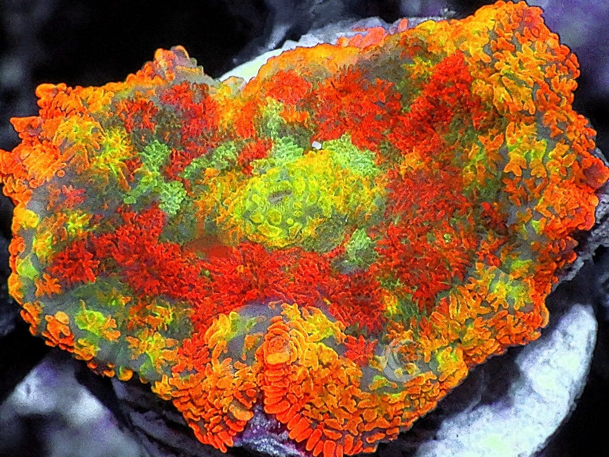 Patchwork Rainbow Rhodactis Mushroom