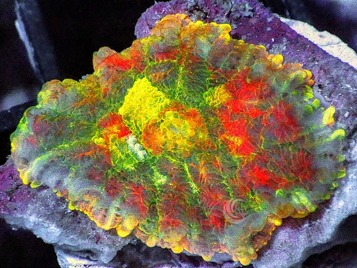 Mosaic Rhodactis Mushroom