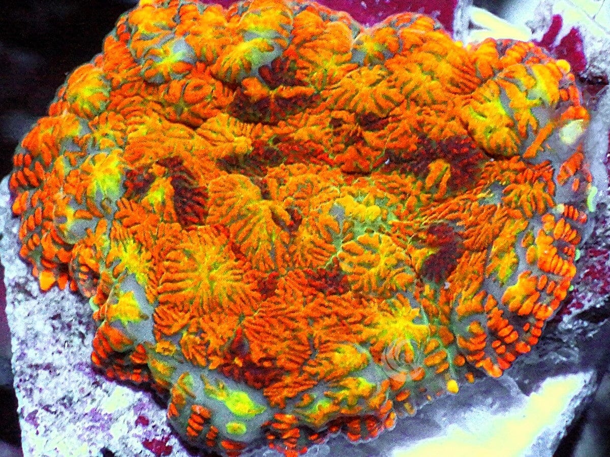 Patchwork Rainbow Rhodactis Mushroom