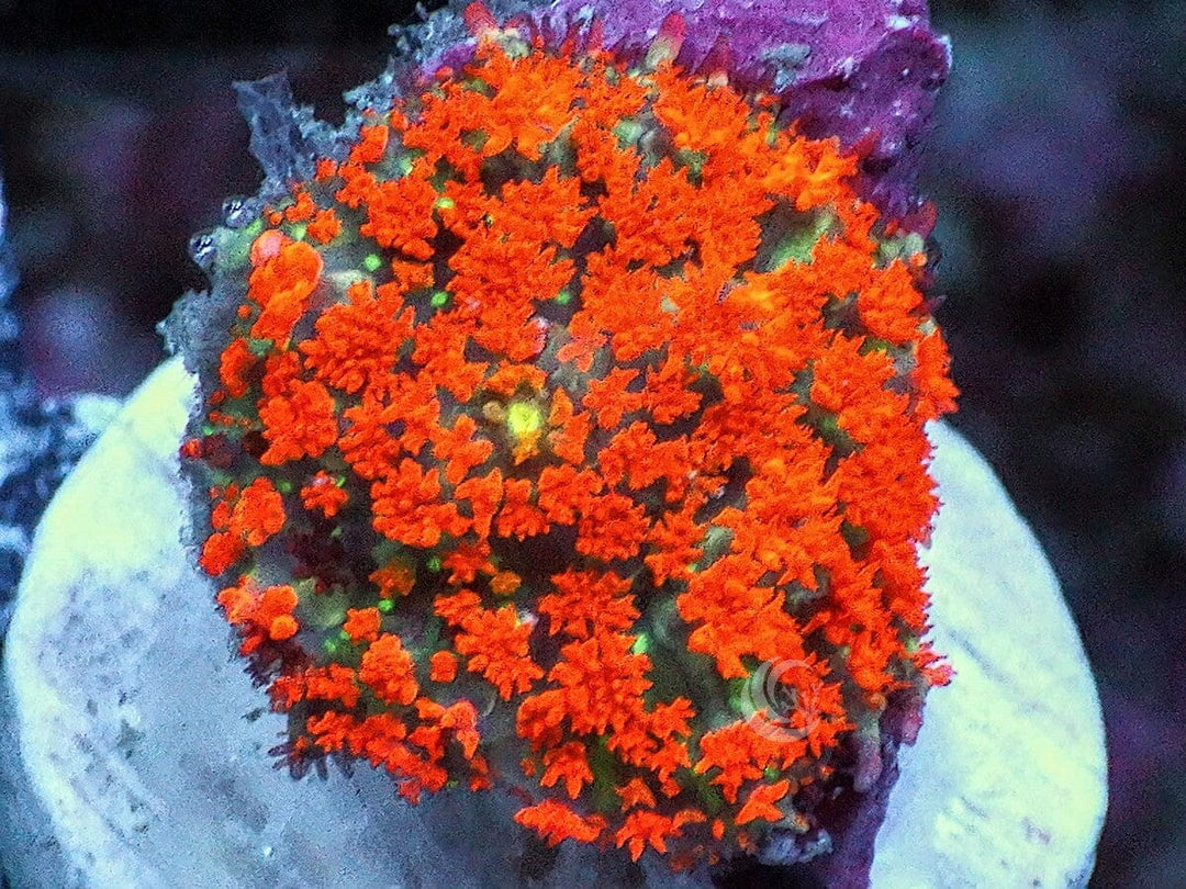 Super Orange Carpet Mushroom