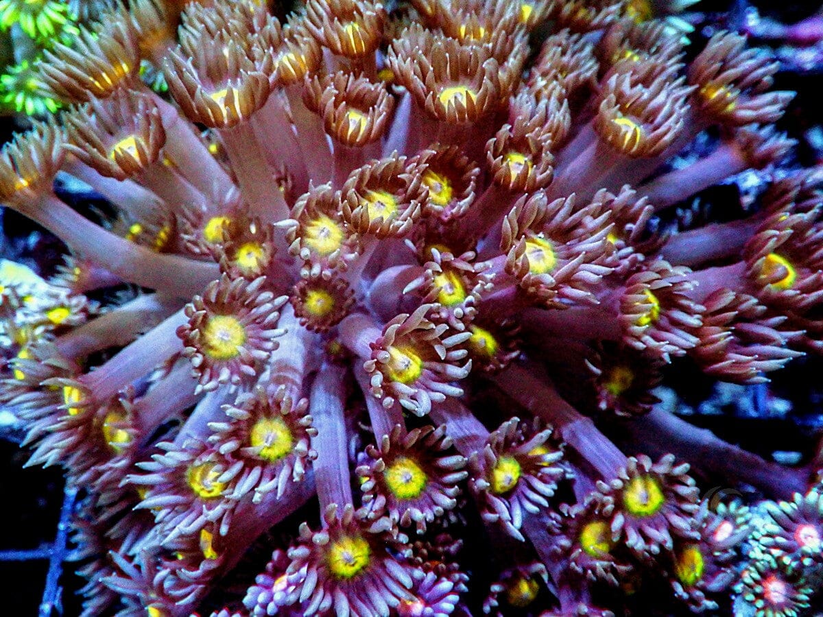 Yellow-Rose Goniopora