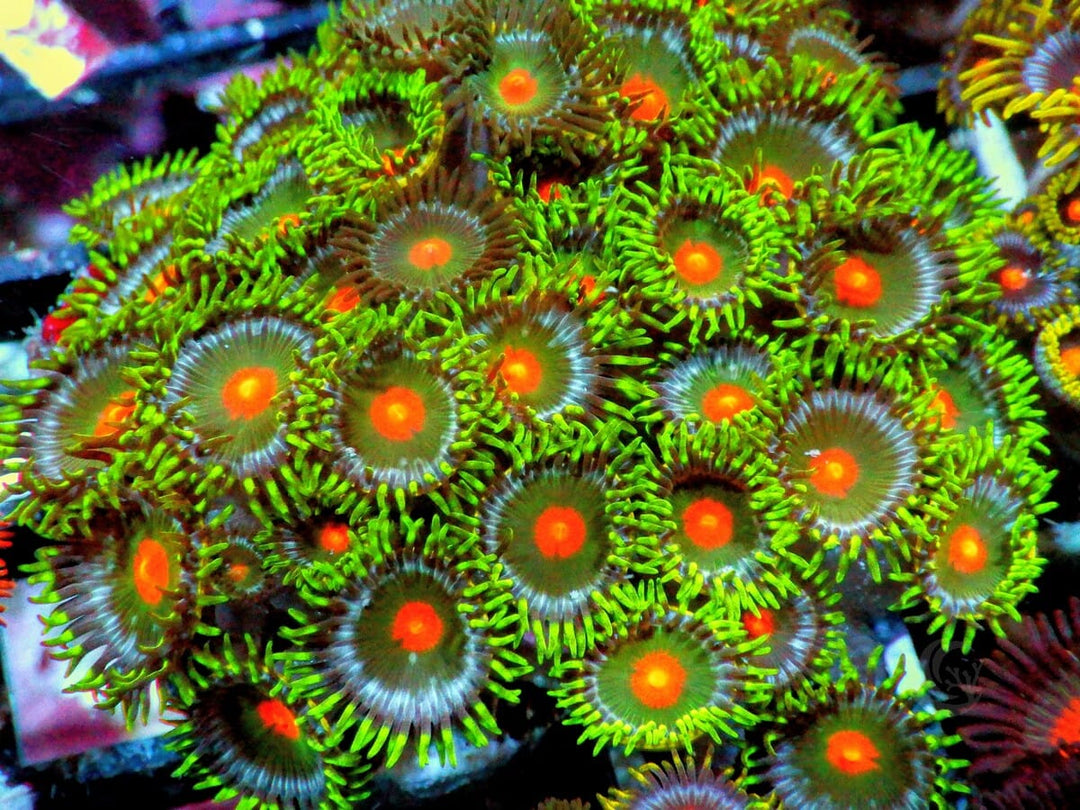 Orange Dot Zoanthids