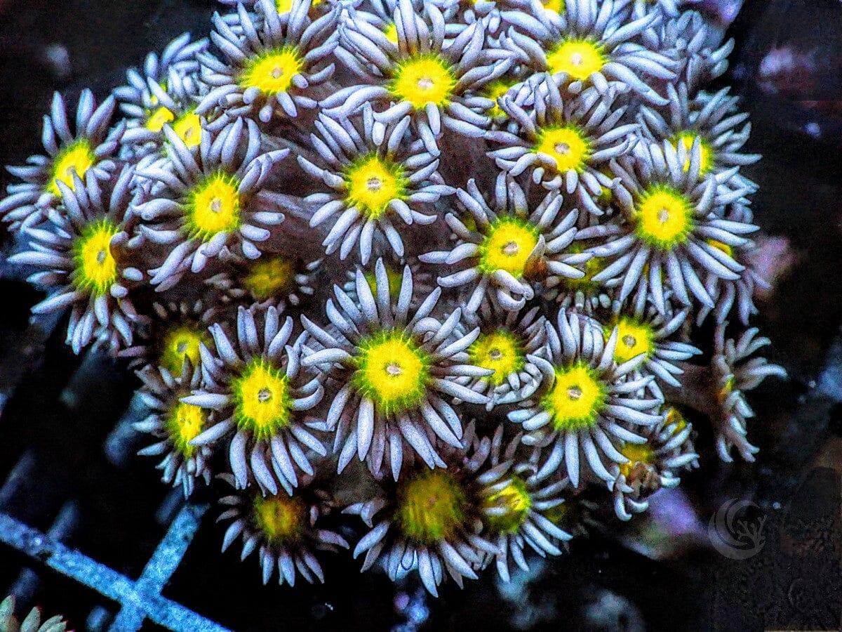 Lemon Goniopora
