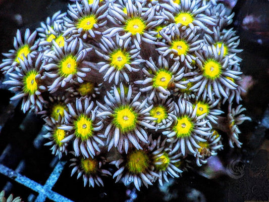 Lemon Goniopora