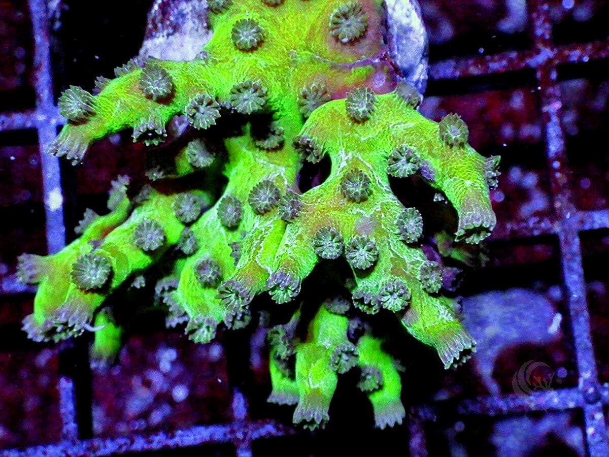 Purple People Eater Branching Cyphastrea