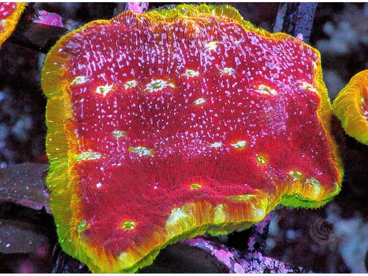 Clepto Leptoseris