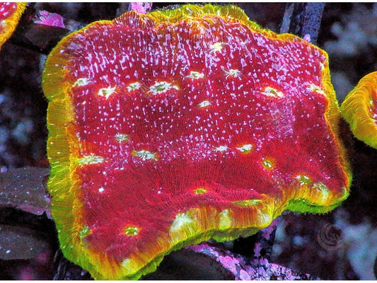 Clepto Leptoseris