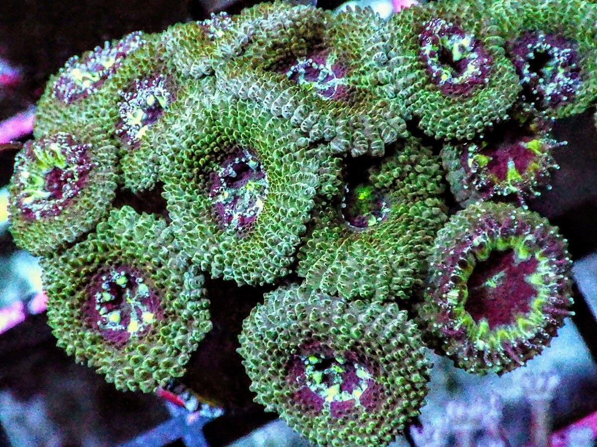 Bicolor Micromussa